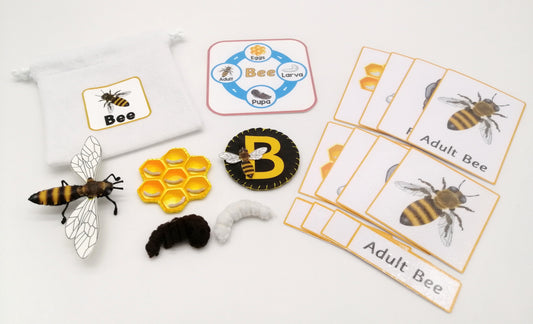 Rubys & Pennys Life Cycle Learning Set